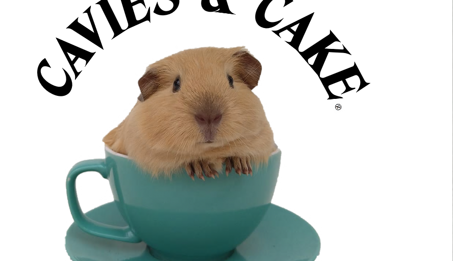 Cavies and cake therapy sessions in Fakenham